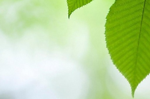 含金量特别高的小语种20252025特别新排名前十名分析